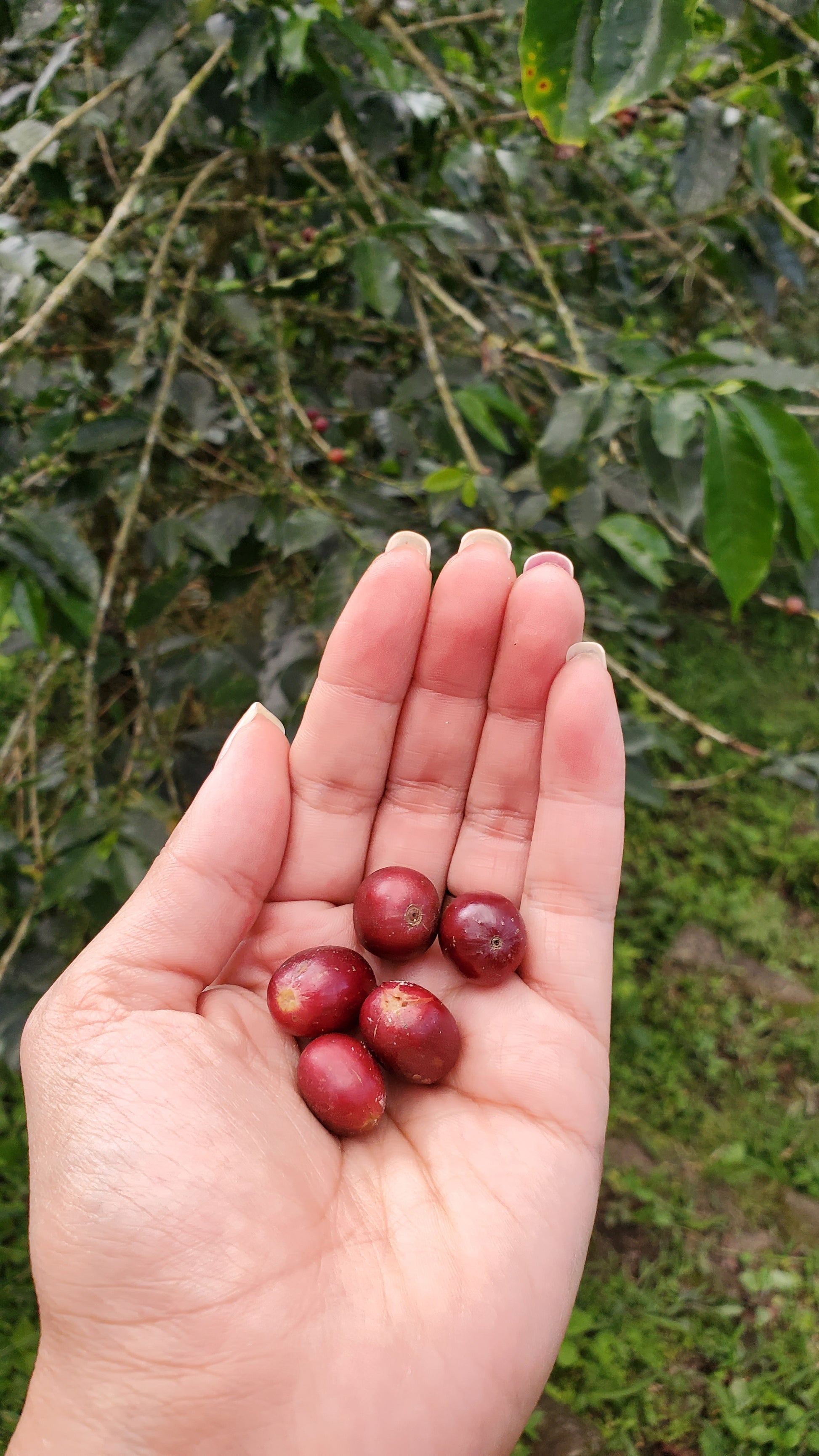 Premium Colombian coffee beans from Pitalito, Huila. Chocolate and nutty notes. Fair trade, hand-harvested, artisan roasted in Montreal.
Black coffee bag on a wooden table with a cup of coffee in a kitchen setting

Hand holding red coffee beans with a blurred green plant background